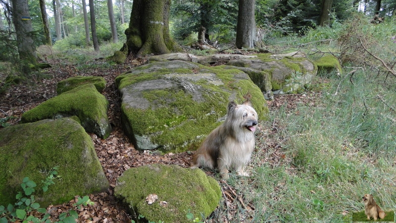 Ritterstein Nr. 256-5 Kaisergarten, Ubac.JPG - Ritterstein Nr.256 Kaisergarten